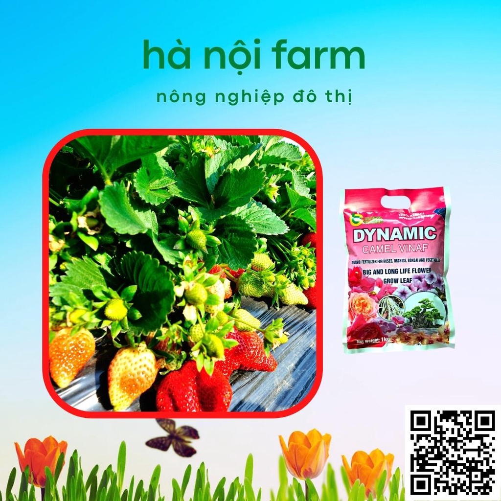 Phân bón hữu cơ tổng hợp Dynamic Nhật bản túi 1kg, khỏe cây nhiều