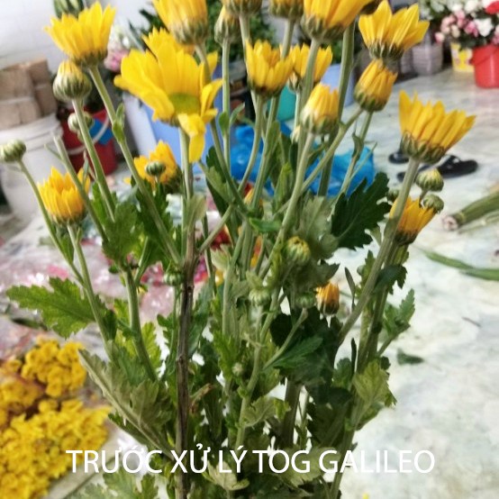 Nước Cắm Hoa Lâu Tàn Israel Dành cho Vựa Hoa TOG Galileo (Chai 100ml) Giúp Kiềm Hoa Không Nở và Hoa Tươi Lâu tại vựa hoa