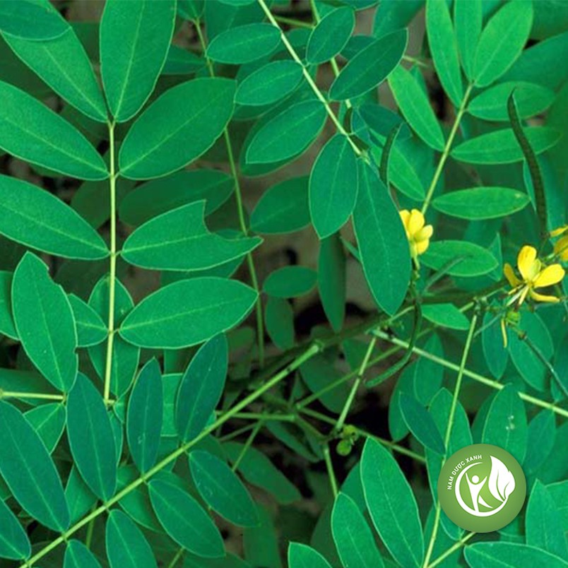 Lá Phan Tả Diệp khô 1KG - ND069 | BigBuy360 - bigbuy360.vn