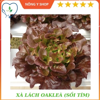 Gói 2g - túi zip 100 hạt - hạt giống xà lách oakleaf rạng đông - rado 933
