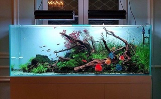 Lũa Thô Trang Trí Hồ Cá Thuỷ Sinh Phong Cách Nature- 59k/kg