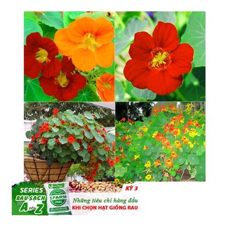 Hạt Giống Hoa Sen Cạn - 5 Hạt