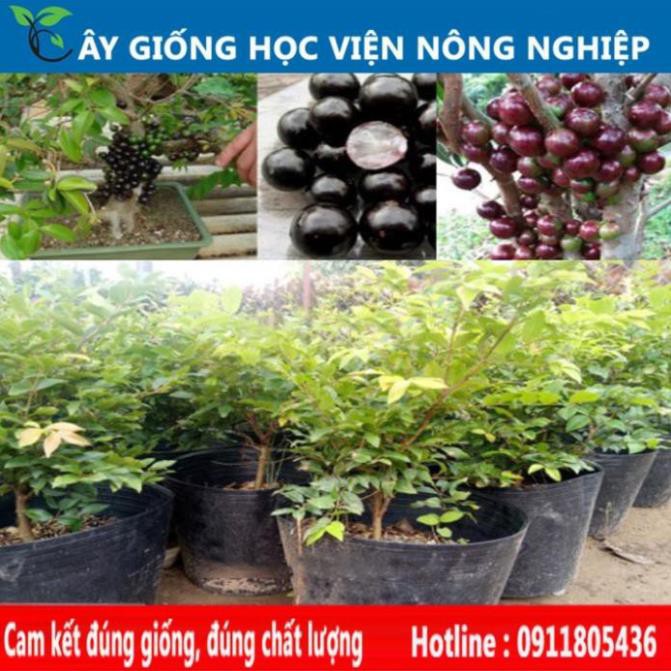 Sản phẩm Cây Ăn Trái HÓT...Nho Thân Gỗ Tứ Quý..Quả To Đùng.Hàng Mới Toanh..Cây Giống Nhập Khẩu 100%