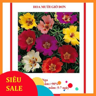 Hạt giống hoa mười giờ đơn 200 hạt tết khuyến mại