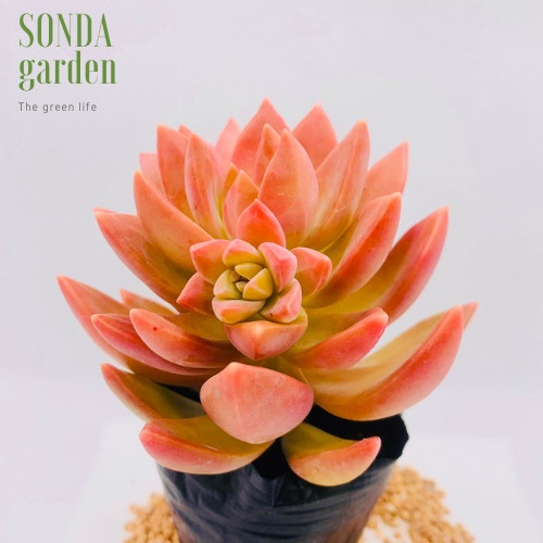 Sen đá đá đỏ SONDA GARDEN size bé 5-8cm, xuất xứ Đà Lạt, khoẻ đẹp, lỗi 1 đổi 1