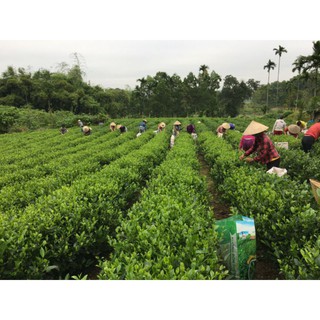 Trà búp Thái Nguyên loại gói 500g