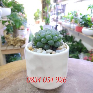 Chậu Trồng Cây Mini Bằng Gốm Sứ
