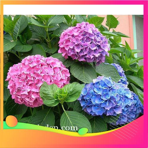 Hạt Giống Hoa Cẩm Tú Cầu Mix - 5 Hạt  VIETGAR