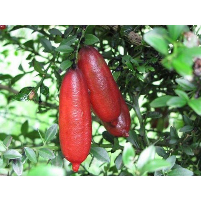 CÂY GIỐNG CHANH QUẢ DÀI KHÔNG HẠT