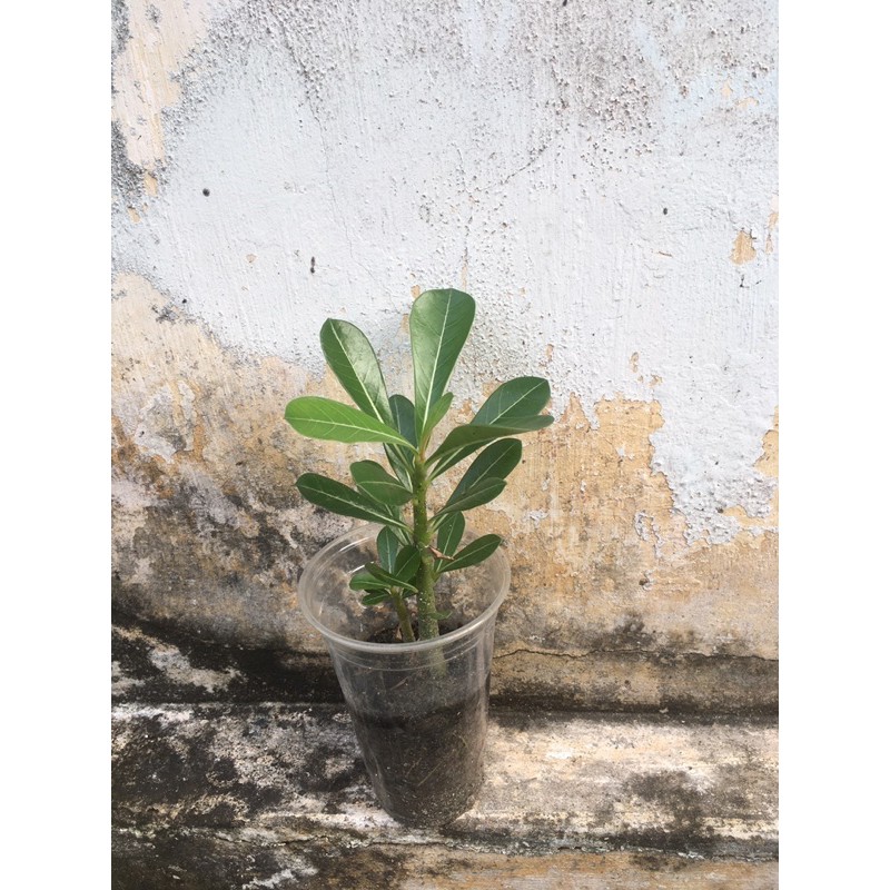 Cây sứ con màu ngẫu nhiên