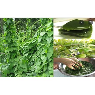 Hạt giống sương sâm lông
