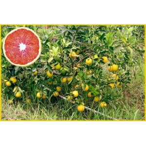 Cây giống cam cara ruột đỏ không hạt