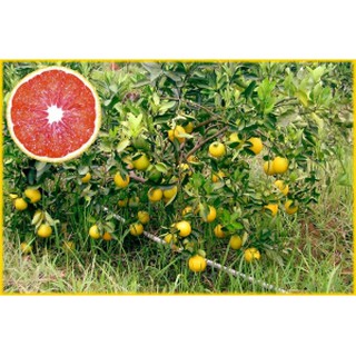 Cây giống cam cara ruột đỏ không hạt