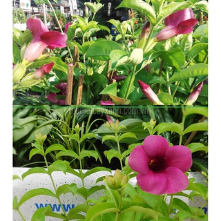 cây hoa leo HUỲNH ANH (KHUYÊN VÀNG) - chậu cây trưởng thành sắp hoa - HOA TÍM SIÊU ĐẸP