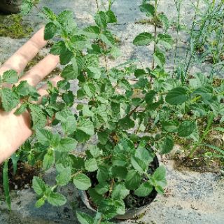 Cây ngũ sắc tím