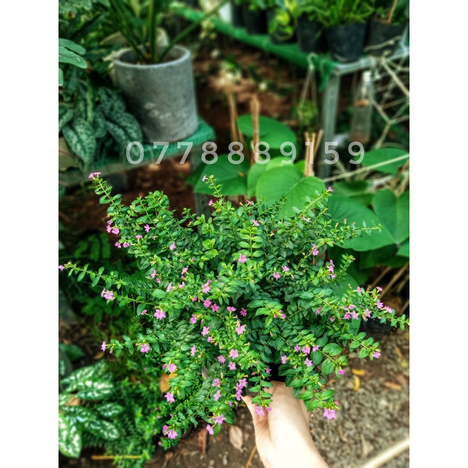 Cây cẩm tú mai chậu lớn
