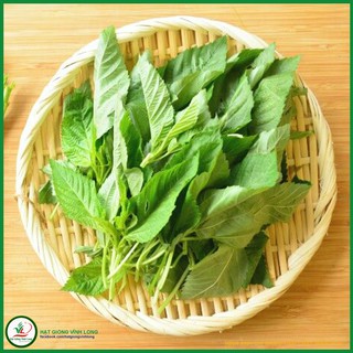 Hạt giống rau Đay xanh RD 21 - 10g