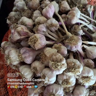 1kg tỏi ta tỏi Kinh Môn còn dây size nhỏ đã khô kiệt