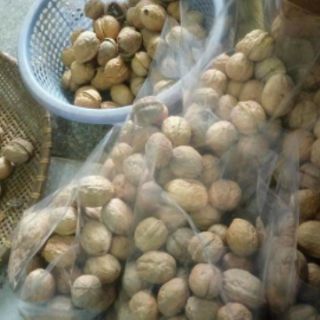 Óc chó tây bắc