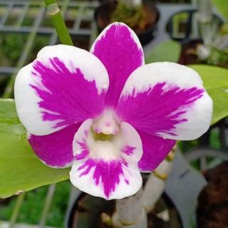 Hoa lan denro chớp kim cương