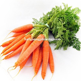 Hạt giống cà rốt f1