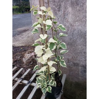hoa giấy cẩm thạch( đủ màu) nguyên bản chiết cành (tặng kèm phân bón)