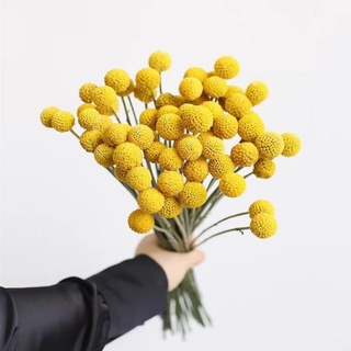 set 5 cành hoa cúc nút áo thật sấy khô