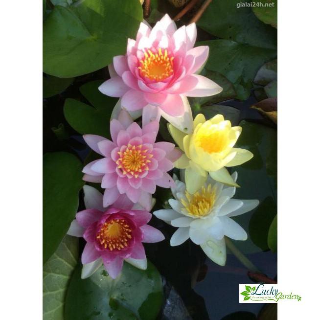 5 Hạt giống Súng thái  XTRA TẶNG KÈM PHÂN VÀ KÍCH MẦM