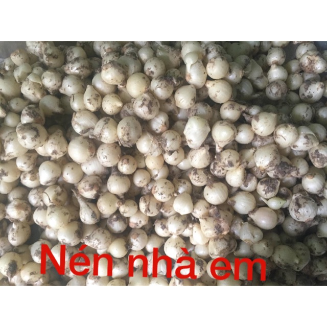 Nén (hành tăm)