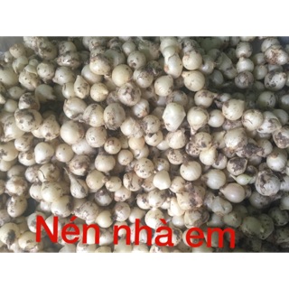 Nén (hành tăm)