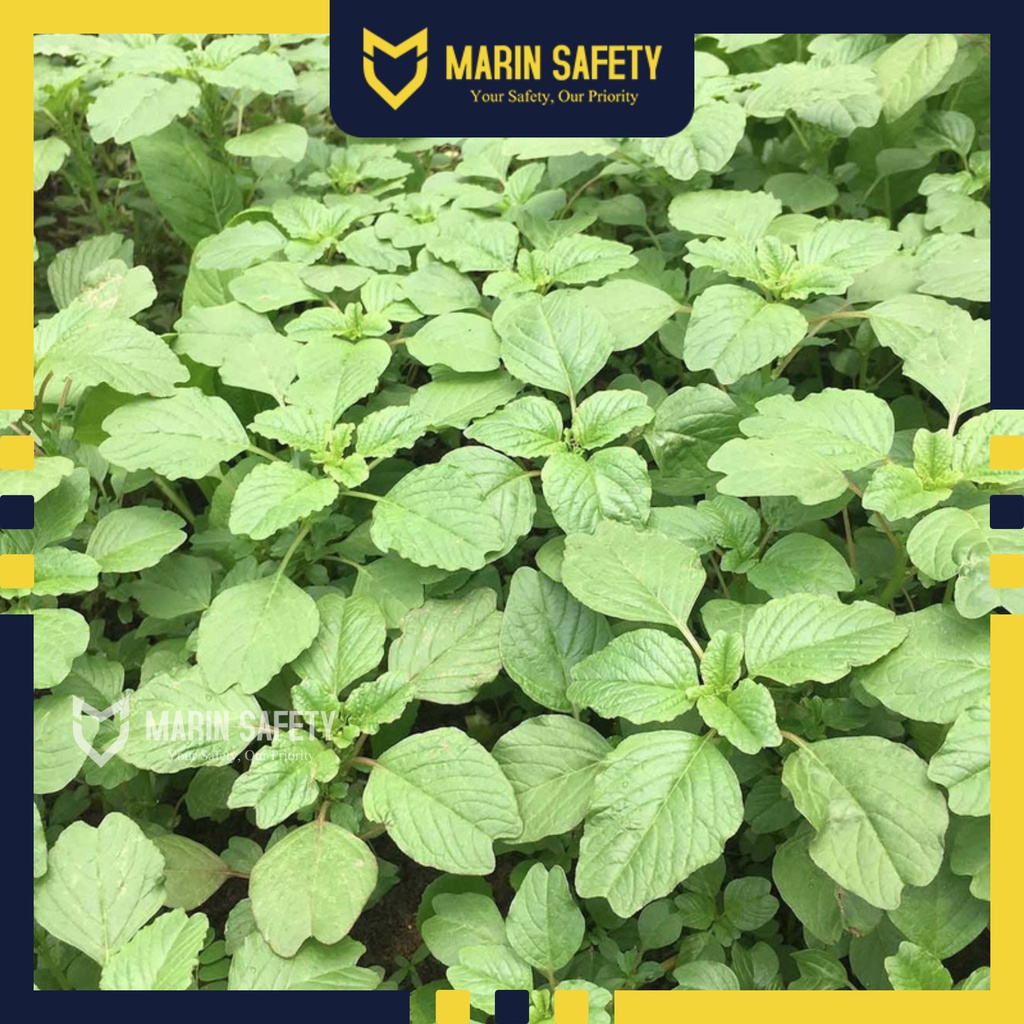 Hạt giống rau dền xanh (20g)