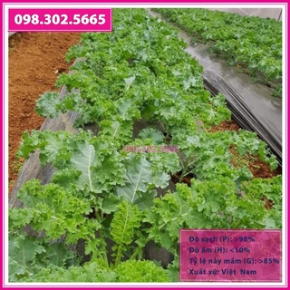 Hạt giống rau cải kale xoăn gói 20hạt