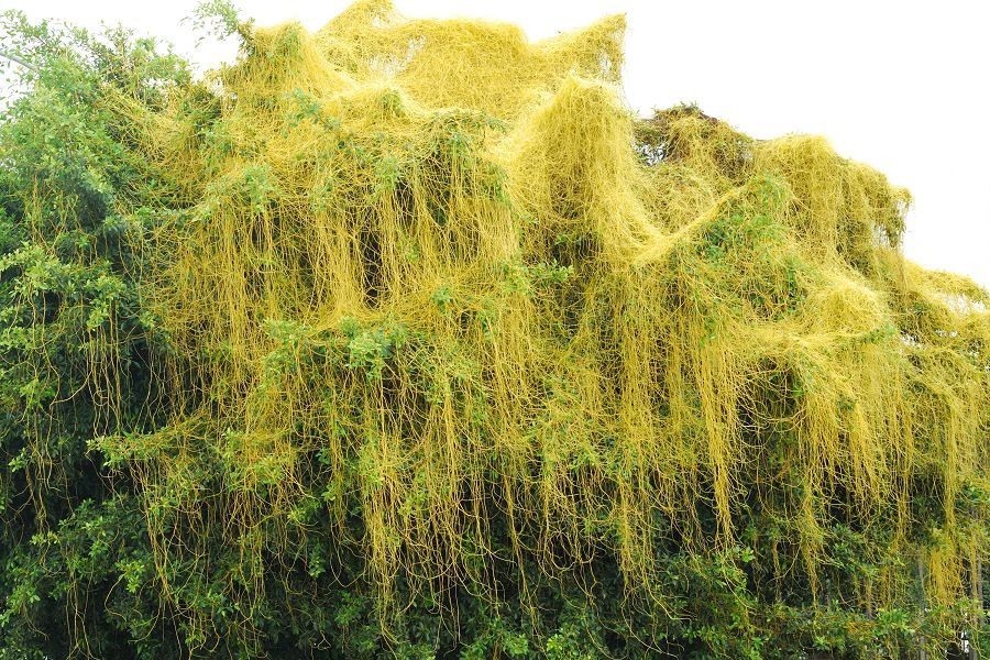 Dây tơ hồng 1kg