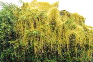 Dây tơ hồng 1kg