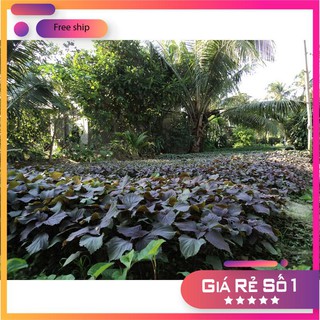 Hạt giống cây tía tô gia vị tri ho giải cảm 2gr / hat giong tia to LUCKY.VN