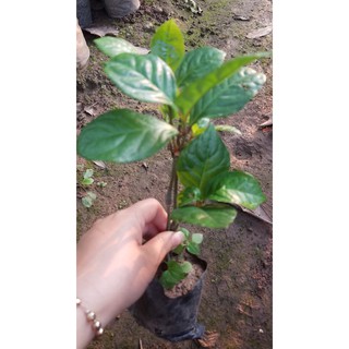 Cây giống hoa sói ướp trà 🔥🔥 TẶNG HẠT GIỐNG HOA BẤT KỲ 🔥🔥 Với đơn hàng thanh toán trước