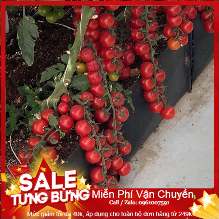 Hạt Giống Cà Chua Chuỗi Ngọc ( Cà Chua Bi IDYII F1 )- 30 Hạt