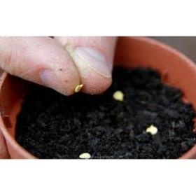 Hạt Giống Ớt Tròn /Ớt Kiểng Trái Tròn  - Dễ Trồng, Trái Nhiều, Cay Vừa Thơm Ngon - MUA 3 TẶNG 1 CÙNG LOẠI