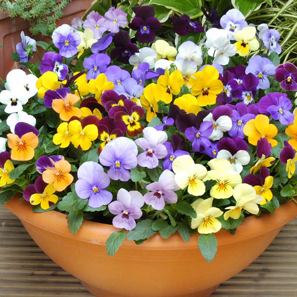 Hạt Giống Hoa Păng Xê Pansy Mix Màu - SL: 20 HẠT