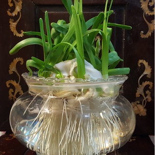 Củ hoa thủy tiên đã gọt bonsai nở tết - thương hiệu Hưng Aqua củ hoa thủy tiên