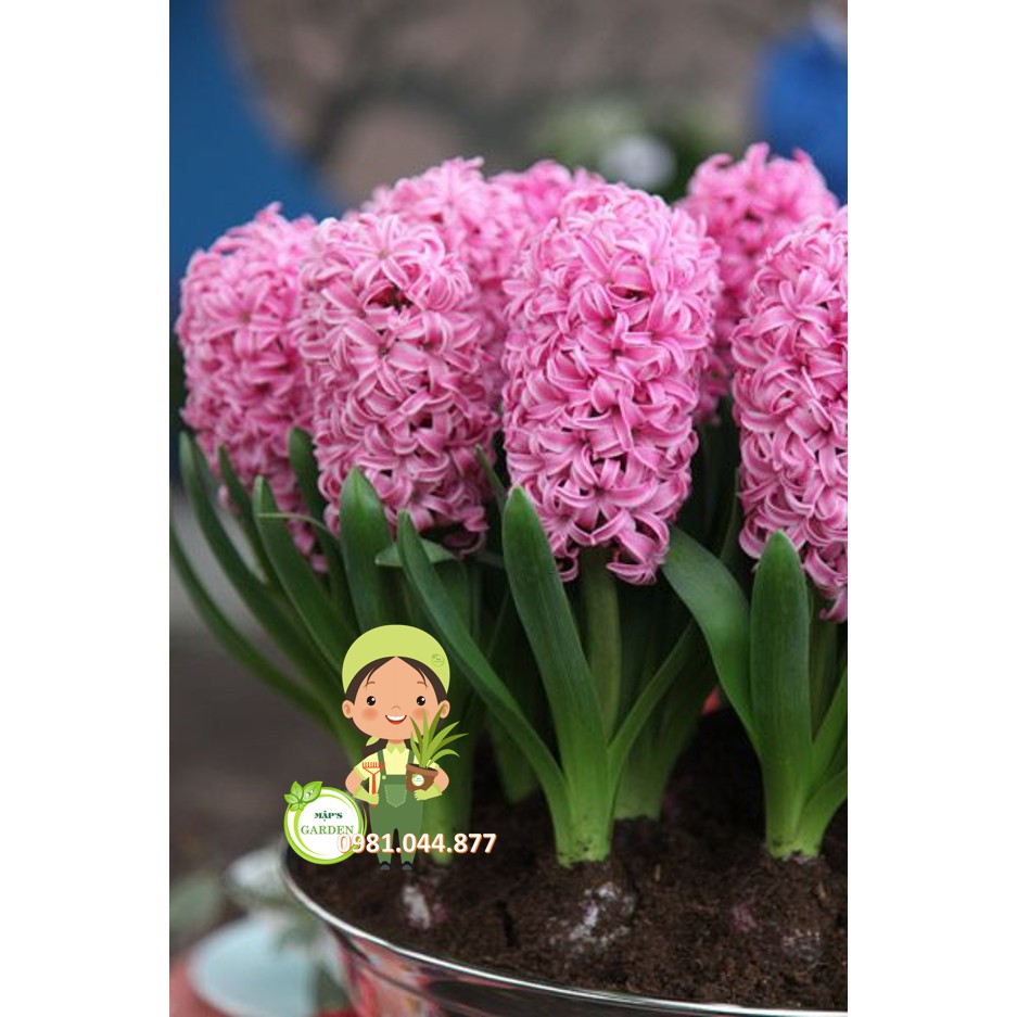 Combo 10 củ hoa tiên ông