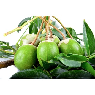 Hạt giống cây ăn trái cóc Thái lùn ( 1 gói 5 hạt )