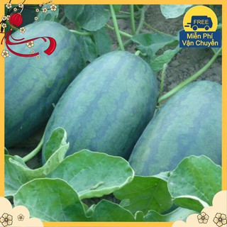 Hạt Giống Dưa Hấu F1