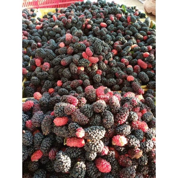 Dâu tằm tươi hộp 3kg Lâm Đồng trái to múp chín mộng đẹp