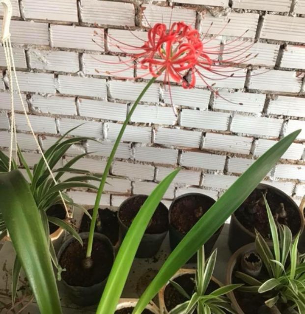CỦ HOA BỈ NGẠN MÀU ĐỎ  CỦ TO NHƯ HÌNH