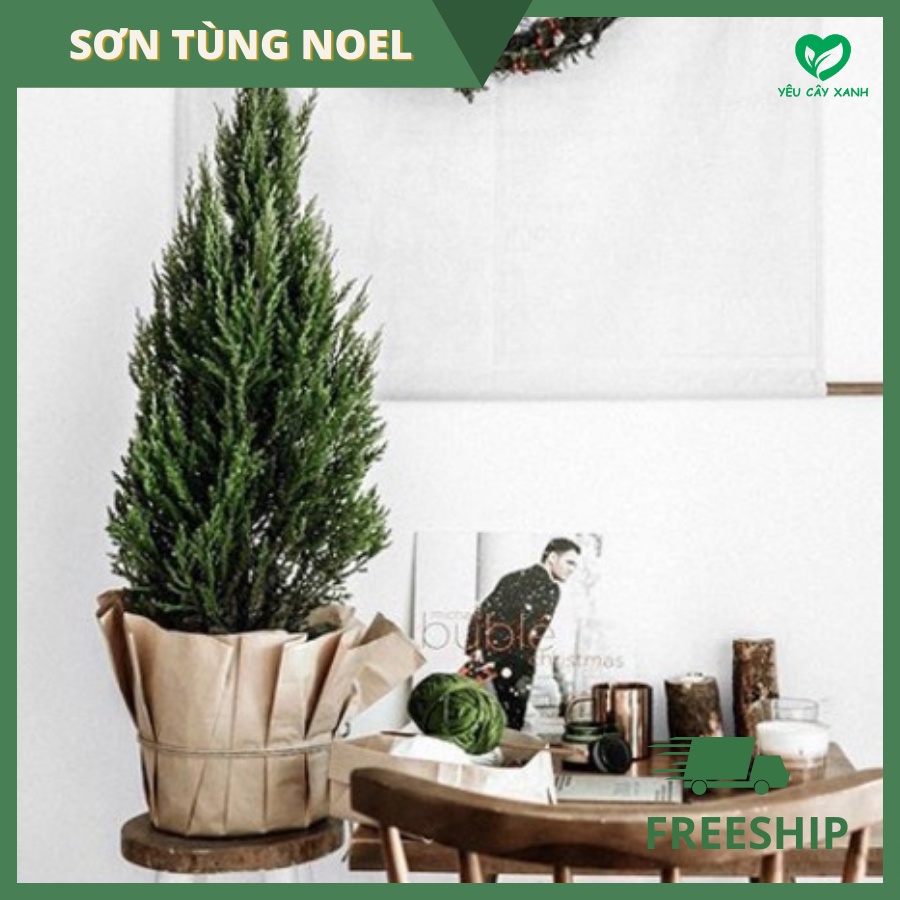 Cây Sơn Tùng Noel + TẶNG kèm giấy Kraft khổ lớn trang trí cây