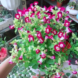 Chậu hoa ban sê hồng đậm