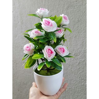 Chậu hoa hồng xinh trang trí