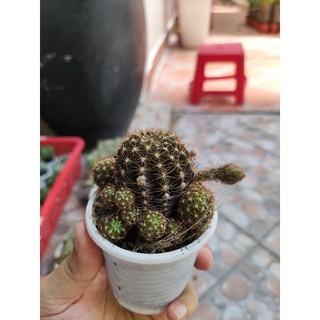 xương rồng lobi