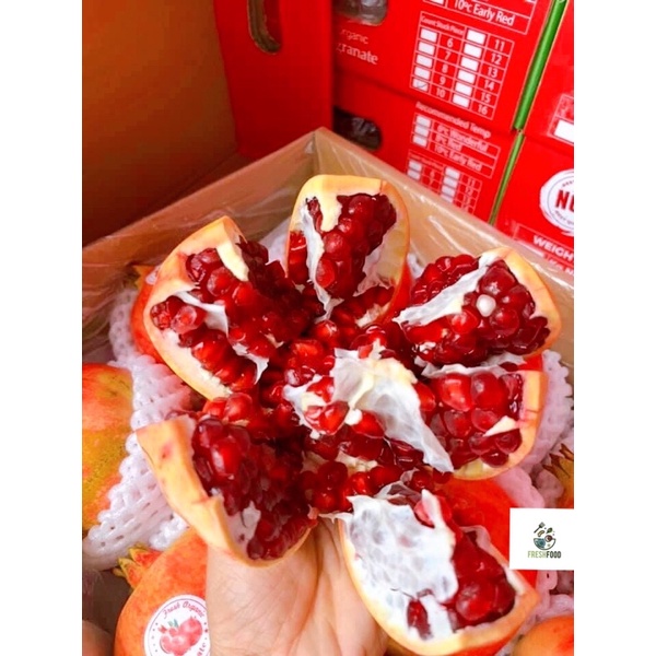Lựu Thái, Tunisia size 6,7,8  - Hàng mới